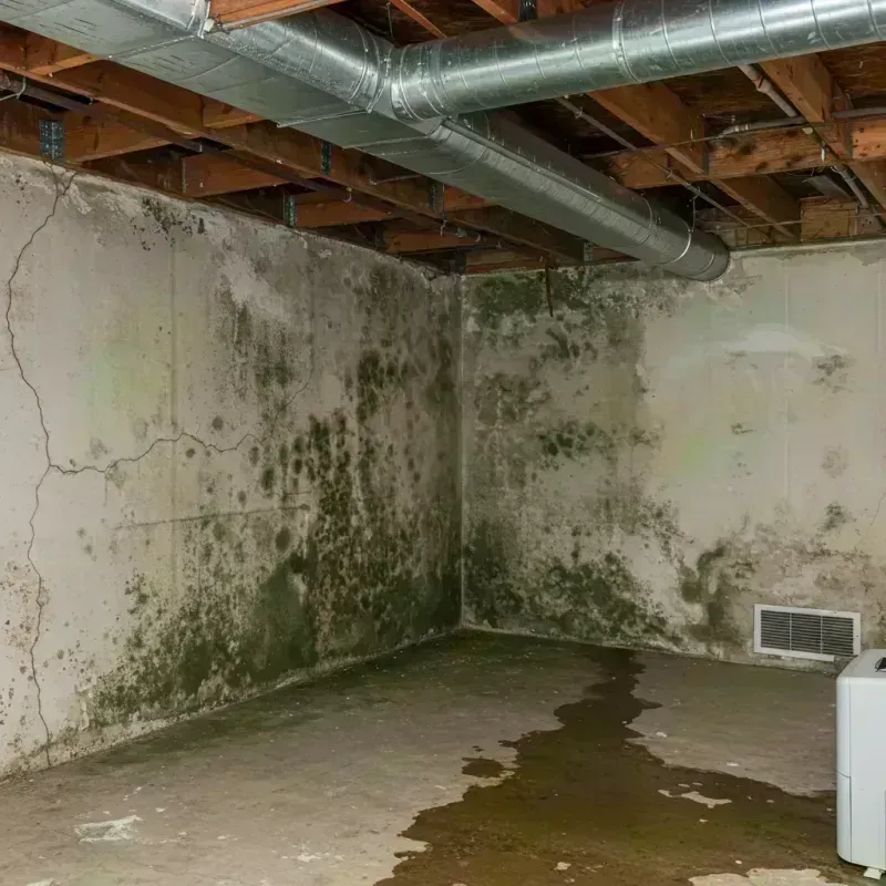 Professional Mold Removal in Webster Groves, MO